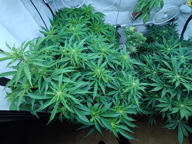 Growreport Bild 11