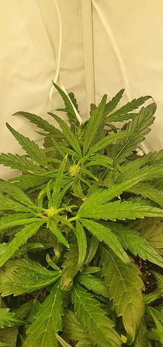 Growreport Bild 5