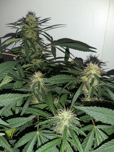 Growreport Bild 13