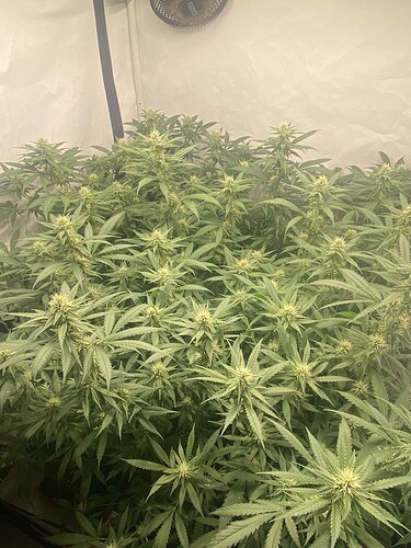 Growreport Bild 4