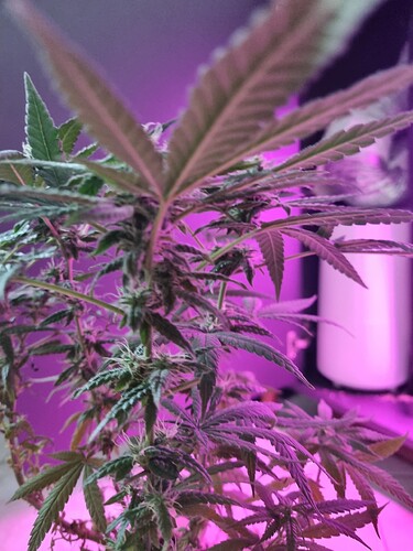 Growreport Bild 1