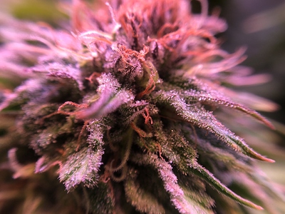 Growreport Bild 5
