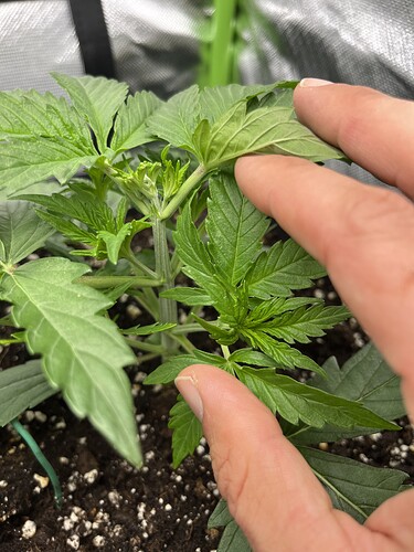 Growreport Bild 17
