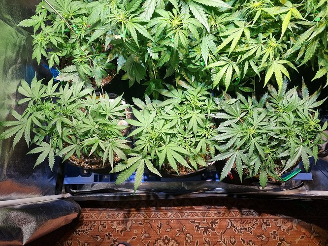 Growreport Bild 18