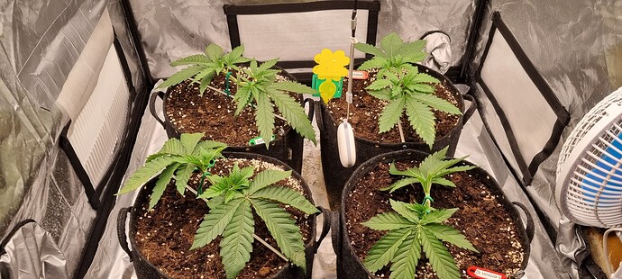 Growreport Bild 28