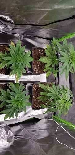 Growreport Bild 10
