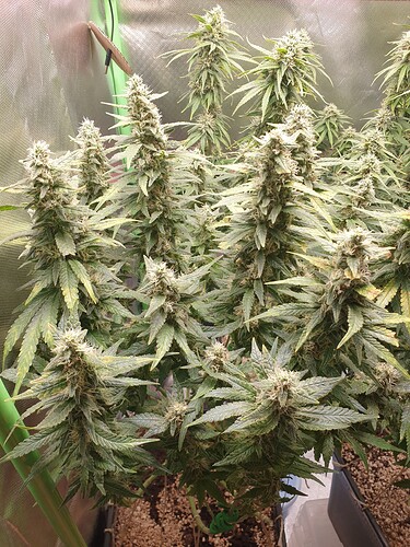Growreport Bild 2