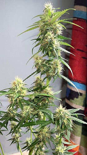 signal-2022-10-24-210036_005