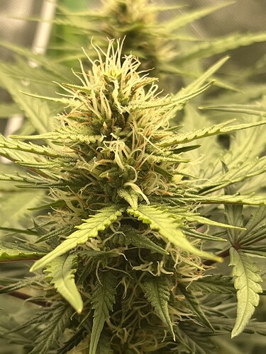 Growreport Bild 6