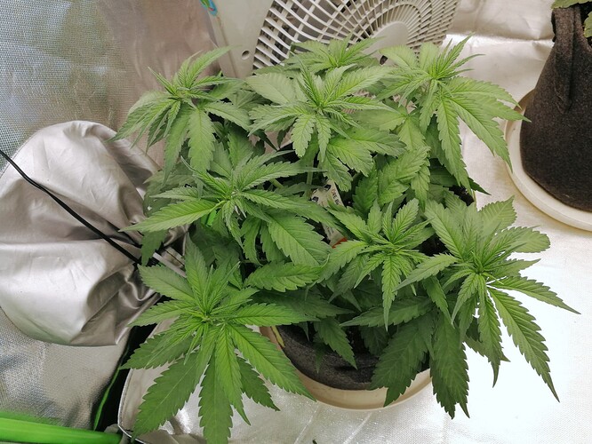 Growreport Bild 2