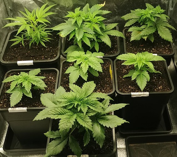 Growreport Bild 29