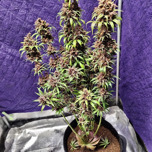 Growreport Bild 51