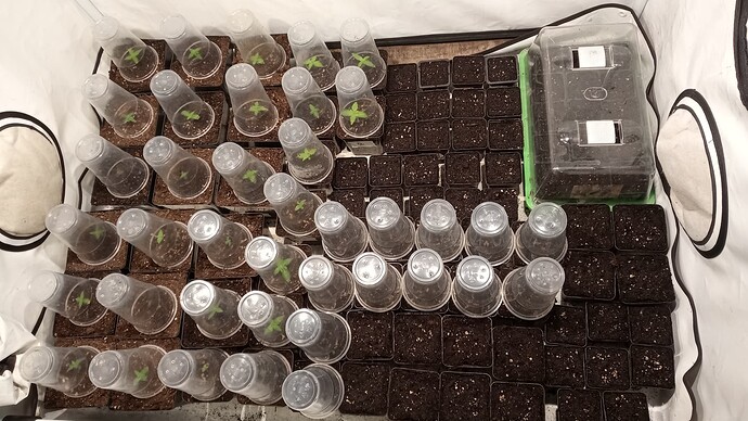Growreport Bild 1