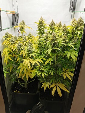 Growreport Bild 1