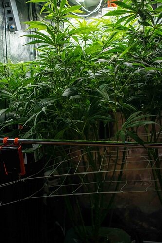 Growreport Bild 8