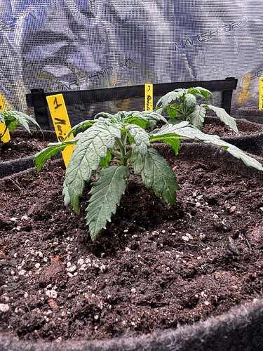 Growreport Bild 141