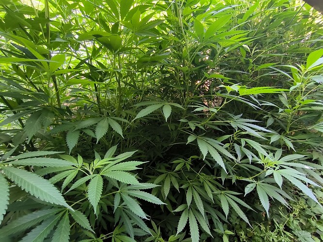 Growreport Bild 5