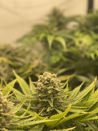 Growreport Bild 14