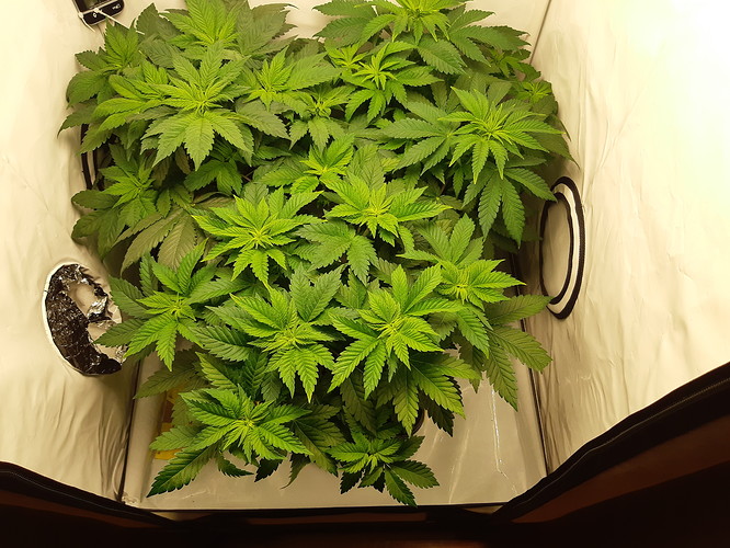 Growreport Bild 3