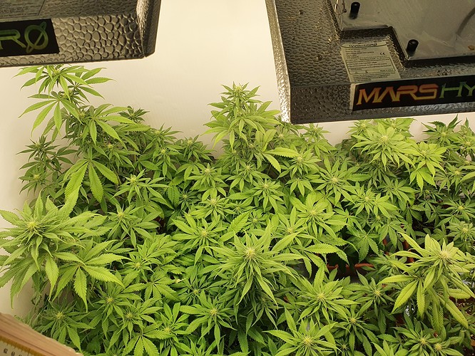 Growreport Bild 4