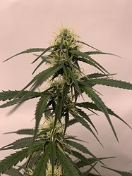 Growreport Bild 7