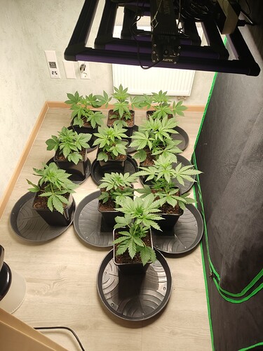 Growreport Bild 7