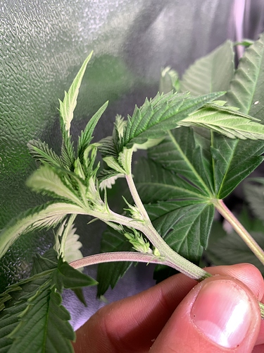 Growreport Bild 9