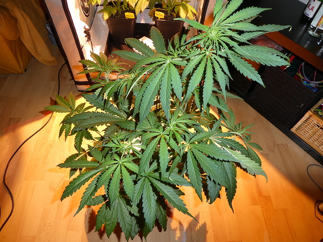 Growreport Bild 8