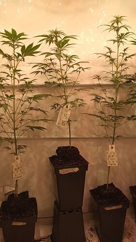 Growreport Bild 3