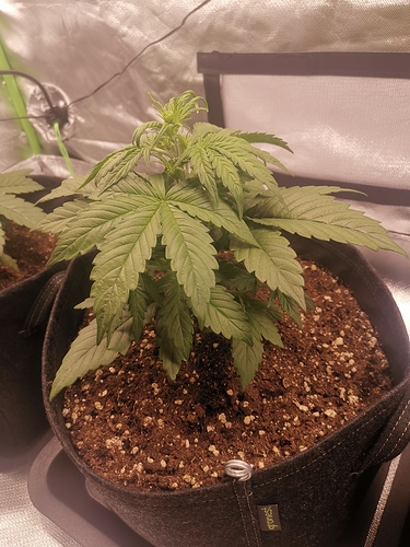 Growreport Bild 5