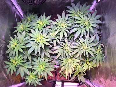 Growreport Bild 22