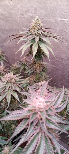 Growreport Bild 2