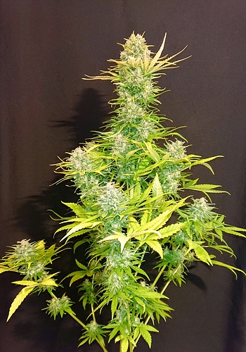 obscura1607807874501