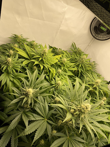 Growreport Bild 7