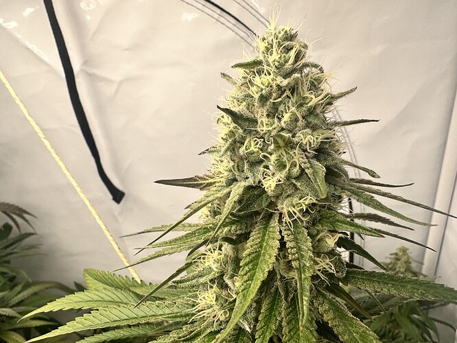 Growreport Bild 2