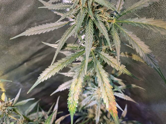 Growreport Bild 8