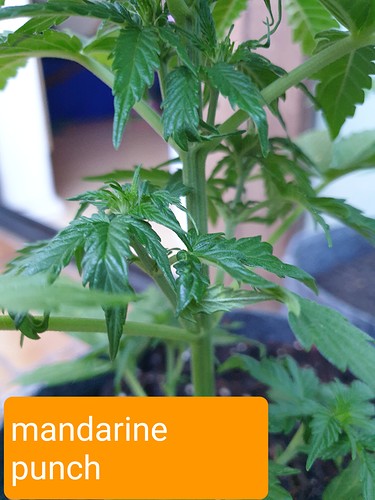 Growreport Bild 10