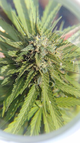 Growreport Bild 5