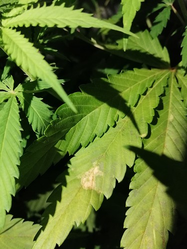Growreport Bild 2