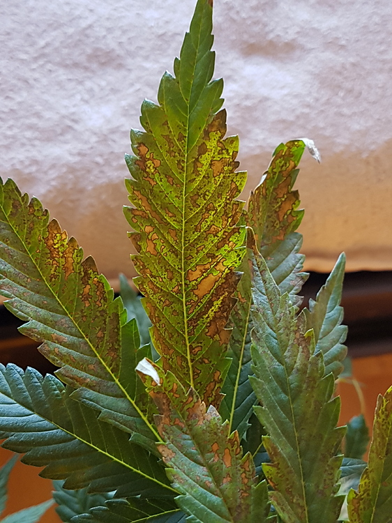 Braune Flecken auf Blättern GrowProbleme Forum