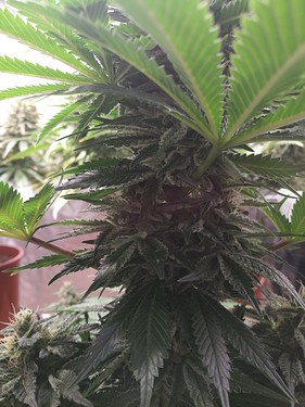 Growreport Bild 16