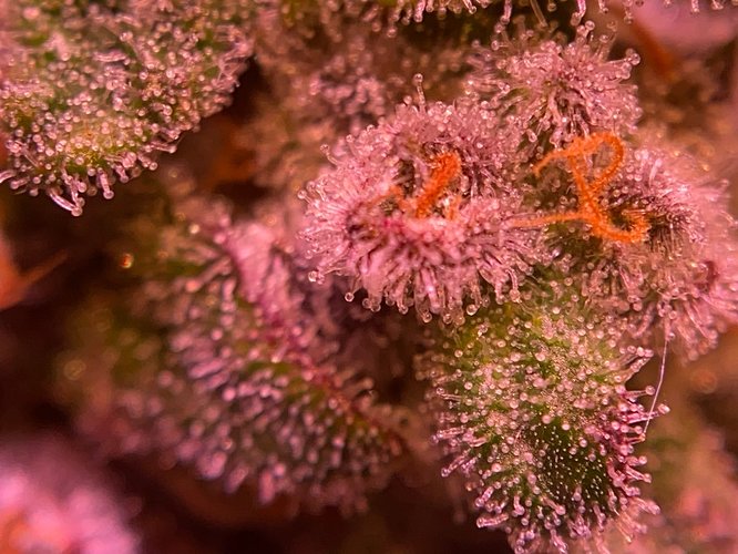 Growreport Bild 9