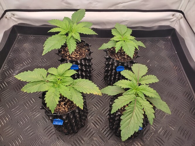 Growreport Bild 15