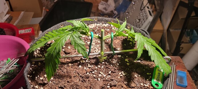 Growreport Bild 8