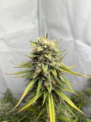 Growreport Bild 9