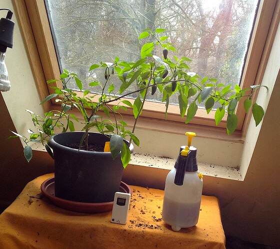 chiliduengung_nachher