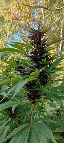 Growreport Bild 4