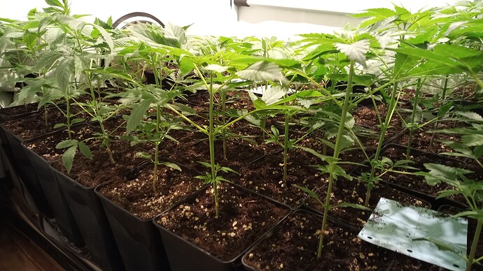 Growreport Bild 33