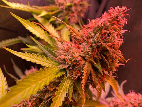 Growreport Bild 1