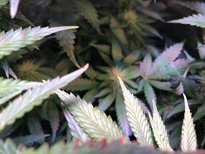 Growreport Bild 17